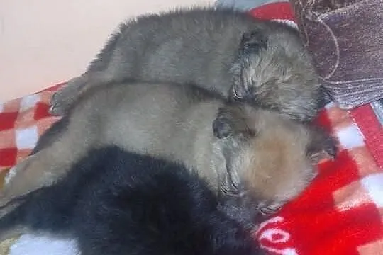 Adoptuj szczeniaczka