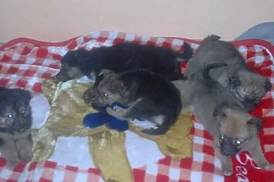 Adoptuj szczeniaczka