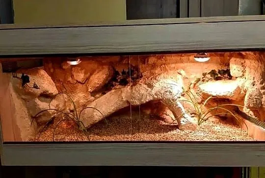Terrarium profesjonalne dla gekona lamparciego żółwia greckiego