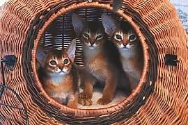 Kocięta Koty Abisyńskie Rodowodowe - GDYNIA,  pomo, Gdynia
