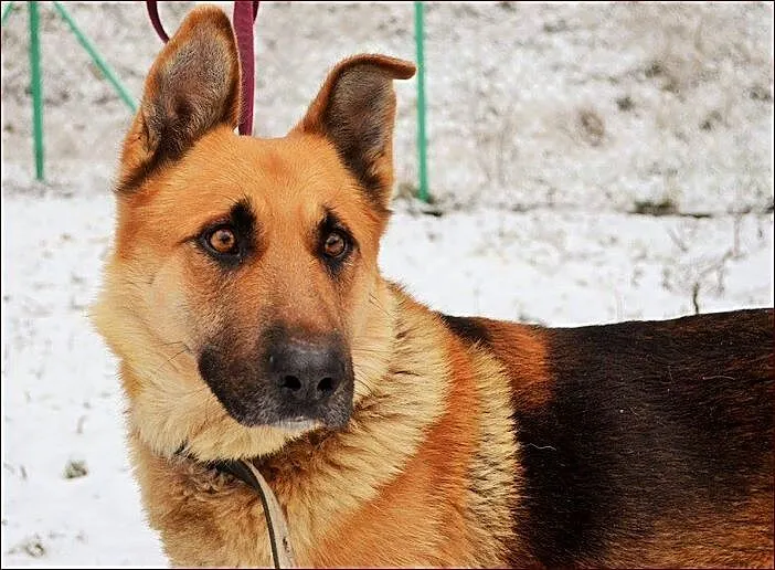 Wspaniały owczarek - Arko :)