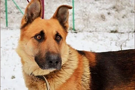 Wspaniały owczarek - Arko :)