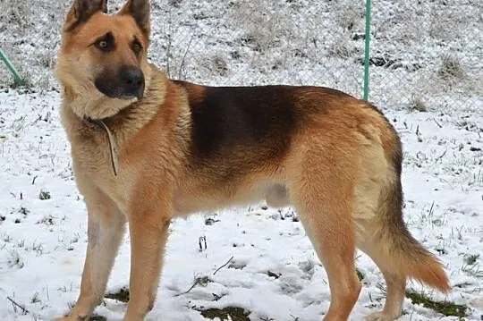 Wspaniały owczarek - Arko :)
