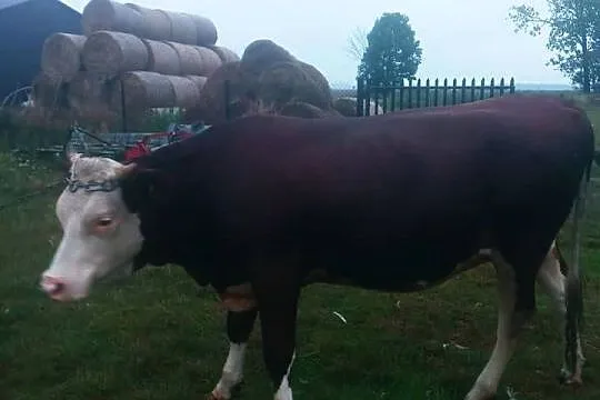 Jałówka wysokocielna, Łódzkie, Śladków Górny