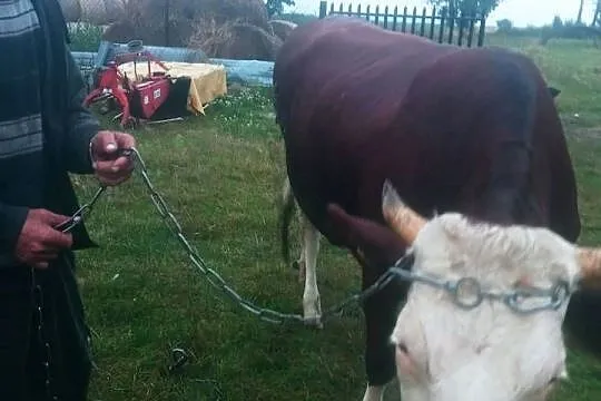 Jałówka wysokocielna, Łódzkie, Śladków Górny