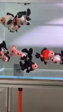 UARU PANDA AKWARIUM RYBY ŚŁODKOWODNE I DZIĘKUJĘ ZA SPRZEDAŻ.