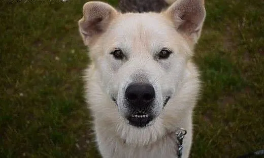 Kefir w typie malamuta szuka aktywnej rodziny, śl