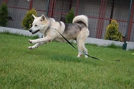 Kefir w typie malamuta szuka aktywnej rodziny,  śl