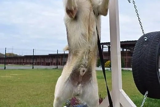 Kefir w typie malamuta szuka aktywnej rodziny,  śl