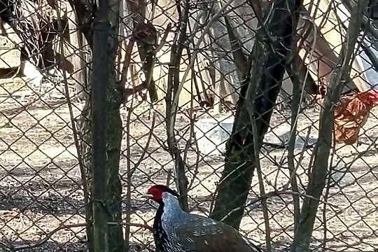 Bażanty srebrne, Lubelskie, Wojsławice