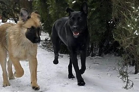 Salvo sympatyczny, młody psiak - do adopcji,  mazo