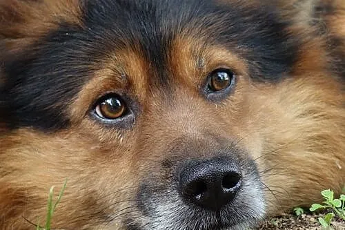 Niesamowita para, OWCZAREK Misio i jego mała przyj