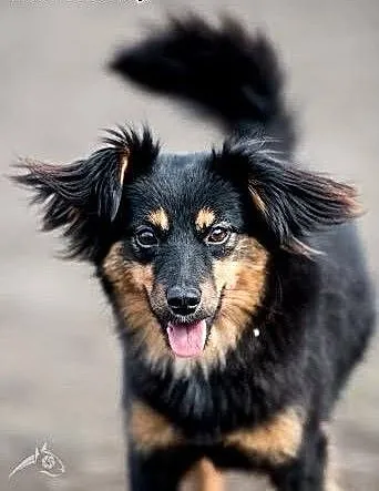 Młodziutka Frida poleca się do adopcji, małopolsk