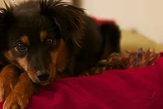 Młodziutka Frida poleca się do adopcji,  małopolsk