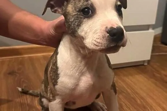 Szczeniaki Amstaff
