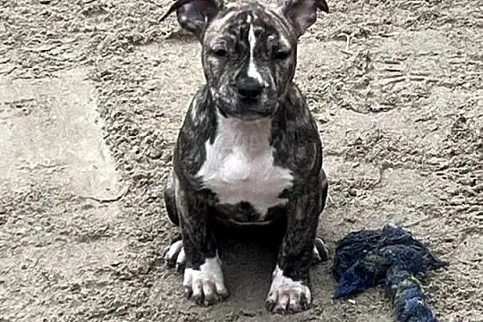 Szczeniaki Amstaff, Mazowieckie, Serock