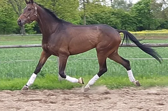 OLDENBURG DRESSAGE TOP GEAR/FOUNDATION/TOTILAS/LAURENTIO