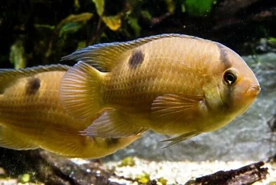 Akara z Maroni - Cleithracara maronii - WYSYŁKA NA CAŁY KRAJ, Pomorskie, Gdańsk