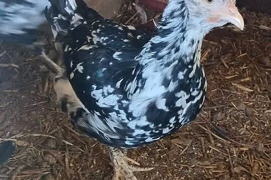 Sprzedam kury koguty tegoroczne TĘCZANKI