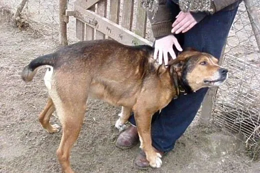 Wesolutki Bolo czeka na życzliwego opiekuna!,  Kun