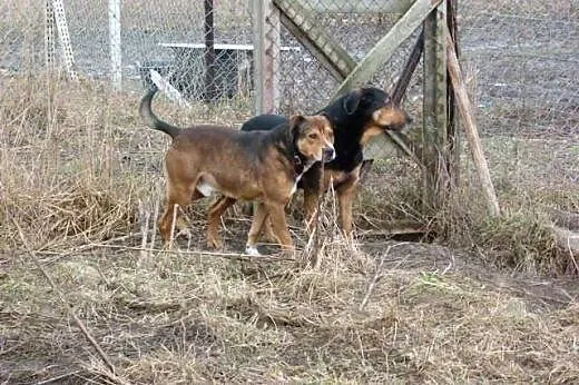 Wesolutki Bolo czeka na życzliwego opiekuna!,  Kun