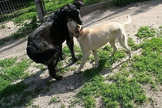 Przepiękny i radosny pies ERGO szuka Domu, pokocha