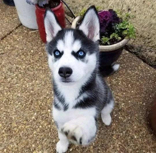 Przepiękne szczenięta husky syberyjskiego/gotowe do szkolenia w domu, Mazowieckie, Legionowo