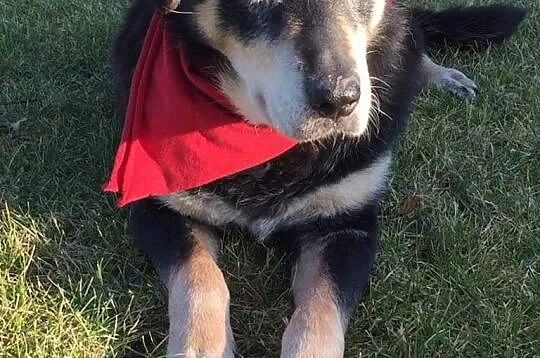 Frania, urocza sunia szuka domu!