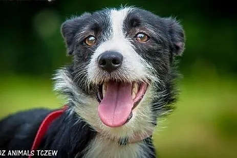 OTOZ Animals - Gaja - śliczna, roczna sunia potrzebuje rodziny!,  pomorskie Tczew