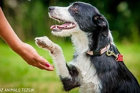 OTOZ Animals - Gaja - śliczna, roczna sunia potrze