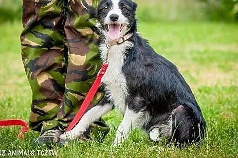 OTOZ Animals - Gaja - śliczna, roczna sunia potrze