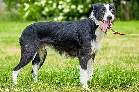 OTOZ Animals - Gaja - śliczna, roczna sunia potrze