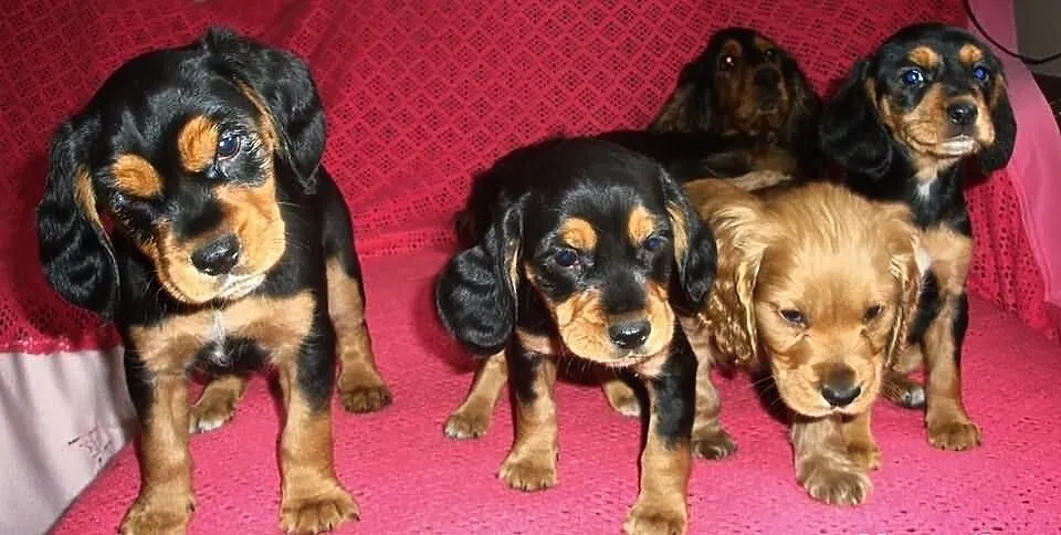 Szczenięta Cocker Spaniel