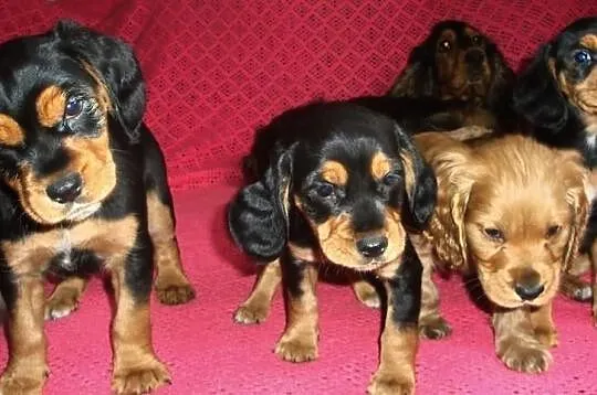Szczenięta Cocker Spaniel
