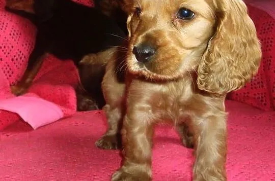 Szczenięta Cocker Spaniel
