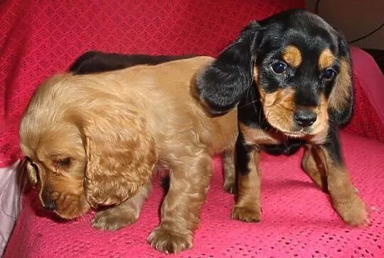 Szczenięta Cocker Spaniel