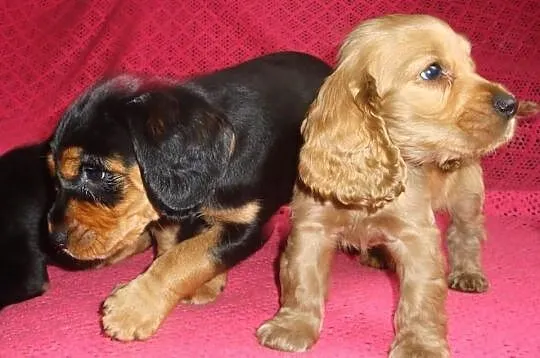 Szczenięta Cocker Spaniel