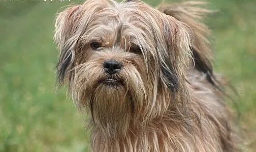 Bajt- adoptuj cudownego przyjaciela!, mazowieckie