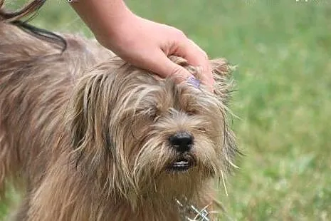 Bajt- adoptuj cudownego przyjaciela!,  mazowieckie