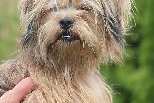 Bajt- adoptuj cudownego przyjaciela!,  mazowieckie