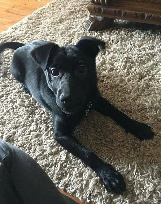 Kto podaruje dom małej Soni? SZCZENIAK ADOPCJA, K