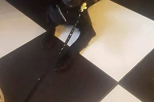 Kto podaruje dom małej Soni? SZCZENIAK ADOPCJA,  K