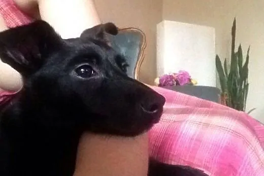 Kto podaruje dom małej Soni? SZCZENIAK ADOPCJA,  K