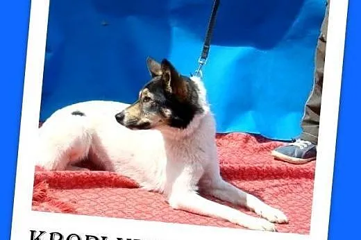 10 kg,smukła,łagodna,przytulaśna suczka KROPLUNIA.Adpcja,  mazowieckie Warszawa