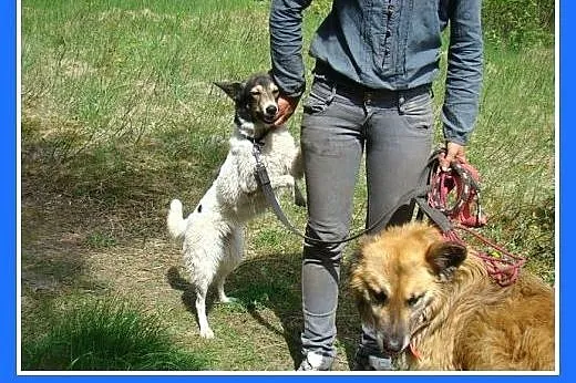 10 kg,smukła,łagodna,przytulaśna suczka KROPLUNIA.