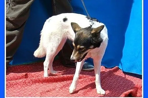 10 kg,smukła,łagodna,przytulaśna suczka KROPLUNIA.