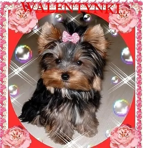York,yorkshire terrier!Piękny MINI PIESEK-OKAZJA N