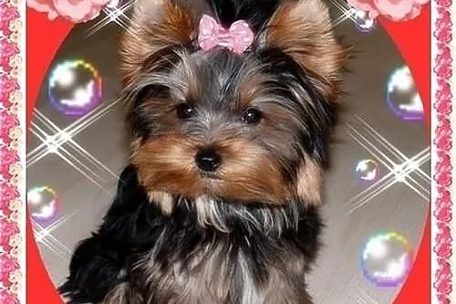 York,yorkshire terrier!Piękny MINI PIESEK-OKAZJA N