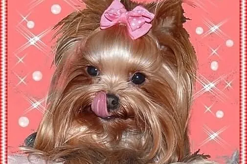 York,yorkshire terrier!Piękny MINI PIESEK-OKAZJA N