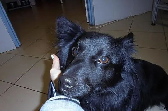 PIĘKNY KRECIK szuka kochającego domu !